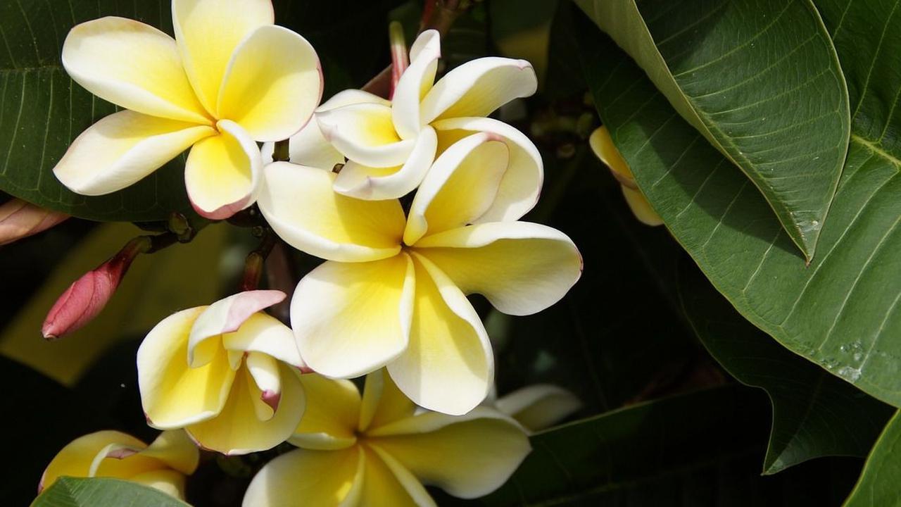 Plumeria Alba