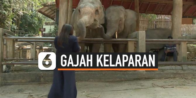 VIDEO: Pariwisata Anjlok Akibat Covid-19, Gajah-Gajah Thailand Terancam Kelaparan