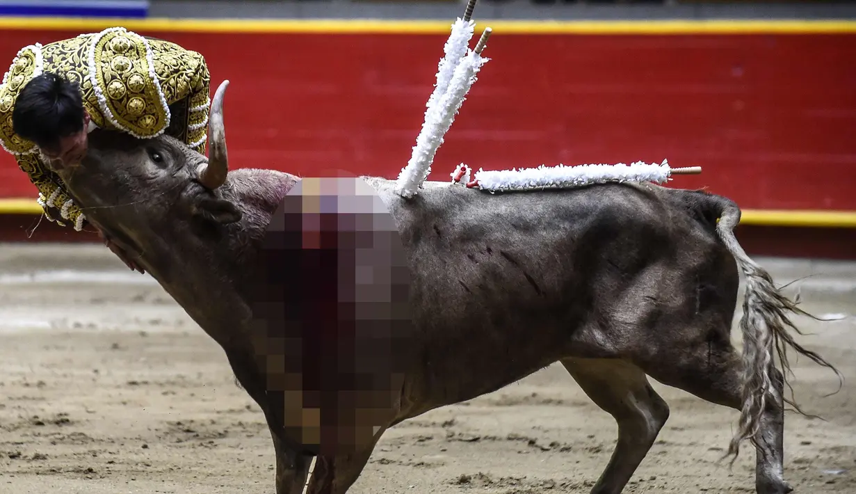 Matador asal Kolombia, David Martinez diseruduk banteng saat bertarung di arena adu banteng La Macarena di Medellin, Kolombia, (3/2). (AFP Photo/Joaquin Sarmiento)