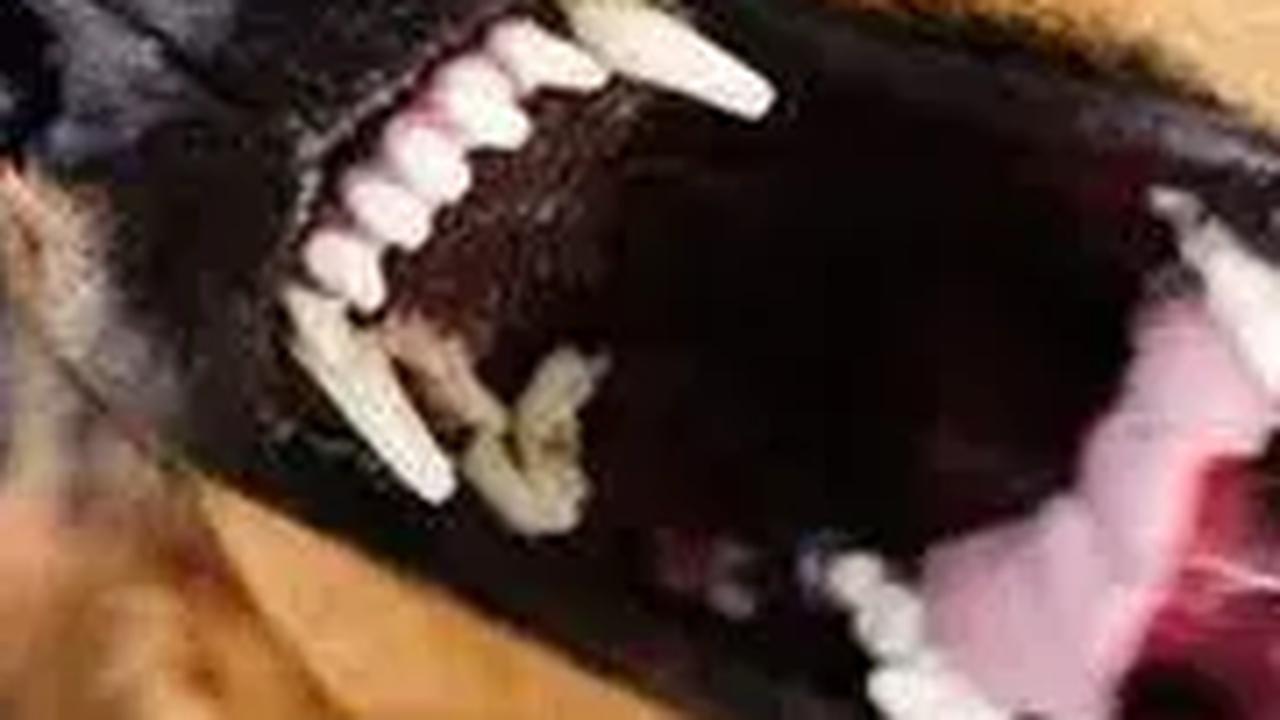 3.888 Kasus Gigitan Hewan Rabies Terjadi di Sumut, Ini Imbauan Dinas Kesehatan