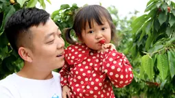 Seorang gadis kecil menyantap ceri dalam festival ceri yang digelar di kawasan wisata Cherry Vale di Distrik Erqi, Zhengzhou, Provinsi Henan, China tengah, (6/5/2020). (Xinhua/Hao Yuan)
