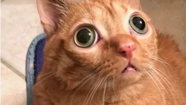 Seperti Melotot, Kucing Oranye Ini Malah Viral di Medsos