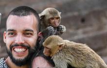 FOTO: Keusilan Monyet-Monyet saat Perayaan Monkey Buffet Festival di Thailand