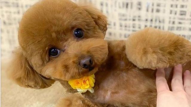 Binatang peliharaan yang ditangani oleh Pawsome Pet Grooming