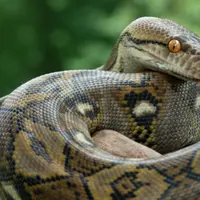 Ilustrasi ular piton. (Unsplash)