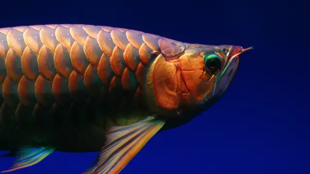 Ilustrasi ikan arwana
