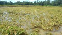 Ilustrasi tanaman padi rusak akibat banjir (Istimewa)