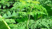 7 Jenis Tanaman Kebun Mini yang Sebaiknya Tidak Ditanam Dekat Rumah