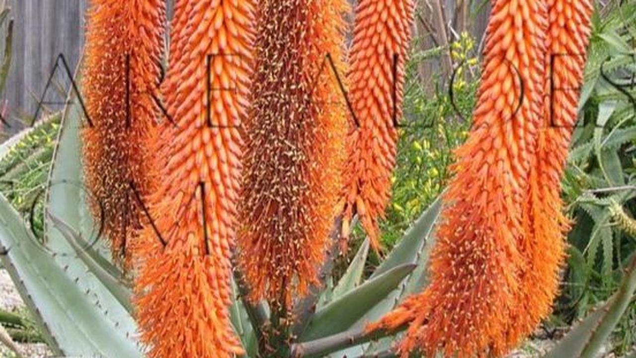 Aloe Ferox