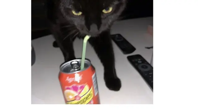 6 Tingkah Lucu Kucing saat Minum Pakai Sedotan Ini Bikin Gemas
