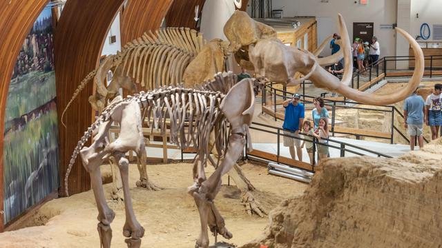 The Mammoth Site of Hot Springs