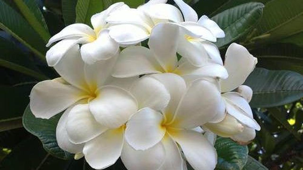 1.	Plumeria alba.