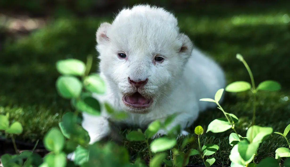 White King, anak singa putih pertama yang dilahirkan di Spanyol, terlihat duduk di atas rumput di Guillena World Park Reserve di kota Sevilla, Rabu (10/6/2020). Dilahirkan pada 31 Mei lalu, anak singa putih itu ditolak sang induk setelah pengalaman melahirkan yang traumatis. (CRISTINA QUICLER/AFP)