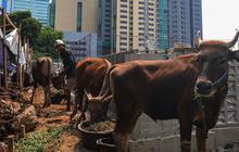 Jelang Idul Adha, Dharma Jaya Pastikan Stok Sapi dan Kambing Kurban di Jakarta Aman