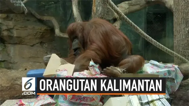 Seekor orangutan borneo merayakan ulangtahunnya yang ke-50 di Paris, Perancis. Perayaan dimeriahkan pemberian kue ulang tahun dan sejumlah kado.