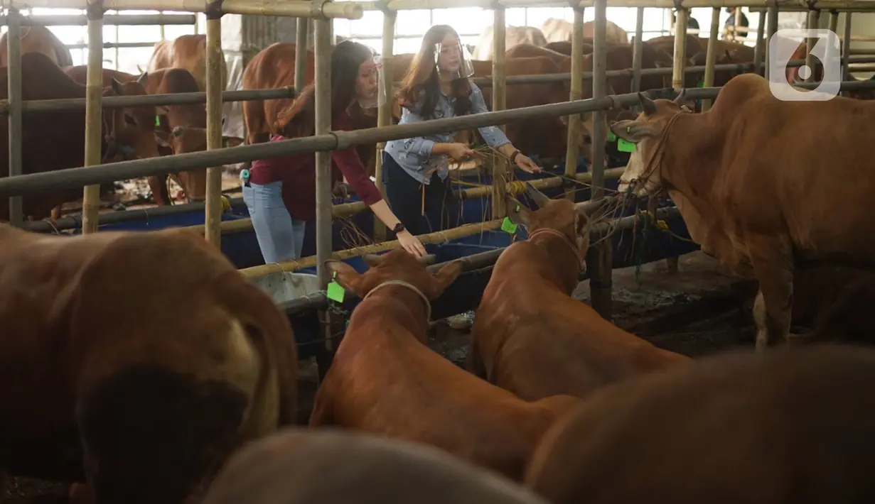 Sales Promotion Girl (SPG) memberi makan hewan kurban di Mal Hewan Qurban H. Doni di Depok, Jawa Barat, Kamis (16/7/2020). Di masa pandemi, mal hewan kurban kembali menggunakan jasa SPG untuk menawarkan sapi dan kambing dengan tetap menerapkan protokol kesehatan. (Liputan6.com/Immanuel Antonius)