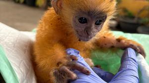 Anakan Lutung Langka Kelabu Ditemukan Sendirian di Kebun