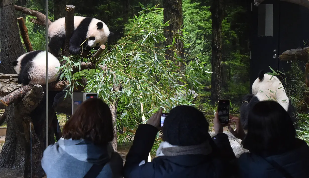 Pengunjung memotret panda kembar kelahiran Jepang dan induknya di Kebun Binatang Ueno di Tokyo, Rabu (12/1/2022). Panda kembar raksasa,  Xiao Xiao dan Lei Lei, yang lahir di Taman Zoologi Ueno Tokyo tahun lalu membuat debut publik mereka. (Tokyo Zoological Park Society via AP)