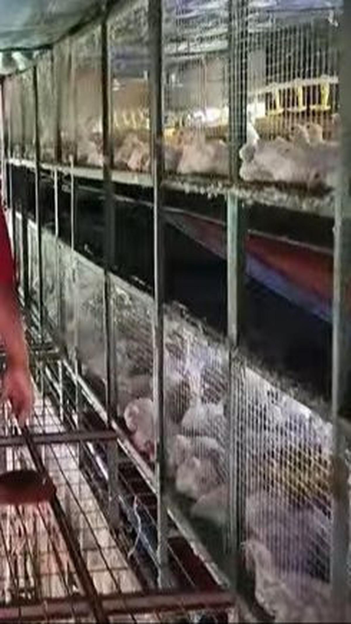 "Keren inovasi jenderal Kunto, apartemen ayam," tambahnya.