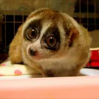 Kukang | via: ranker.com