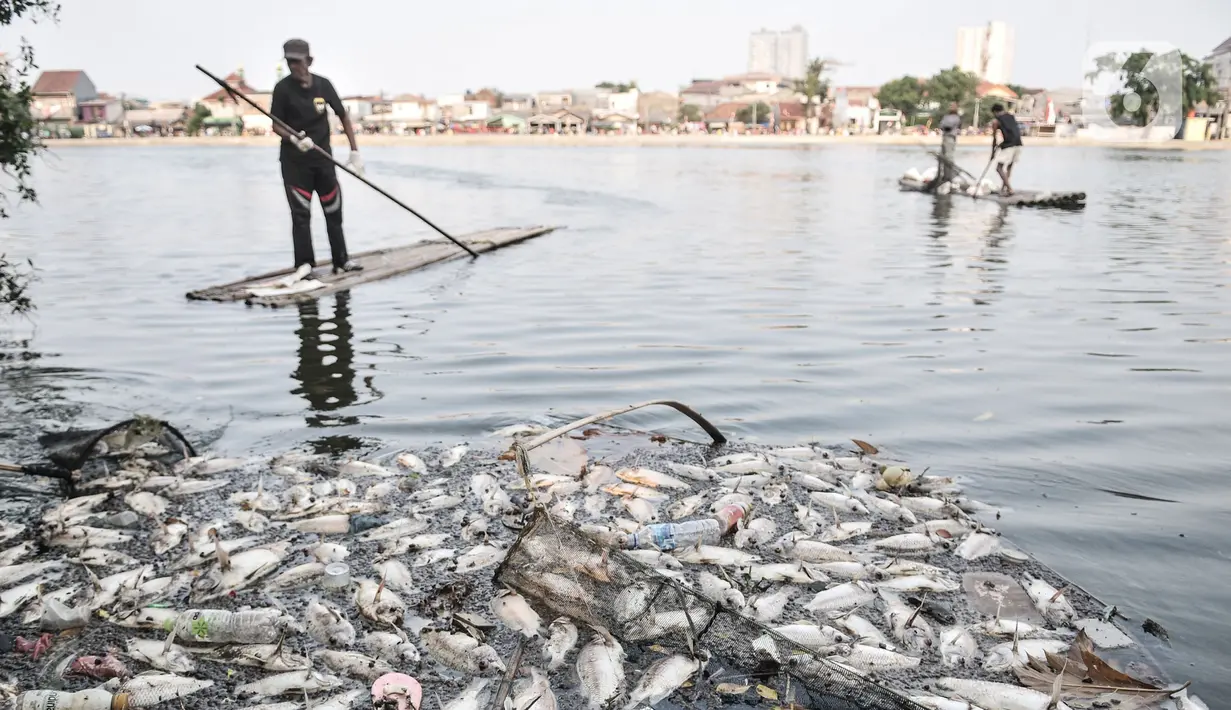 Warga menggunakan rakit saat mengumpulkan bangkai ikan Mujair di Situ Rawa Besar, Lio, Depok, Jawa Barat, Kamis (20/8/2020). Sejak dua hari terakhir ribuan ekor ikan Mujair mati dan memenuhi Situ Rawa Besar yang menurut warga setempat disebabkan oleh faktor cuaca. (merdeka.com/Iqbal S. Nugroho)