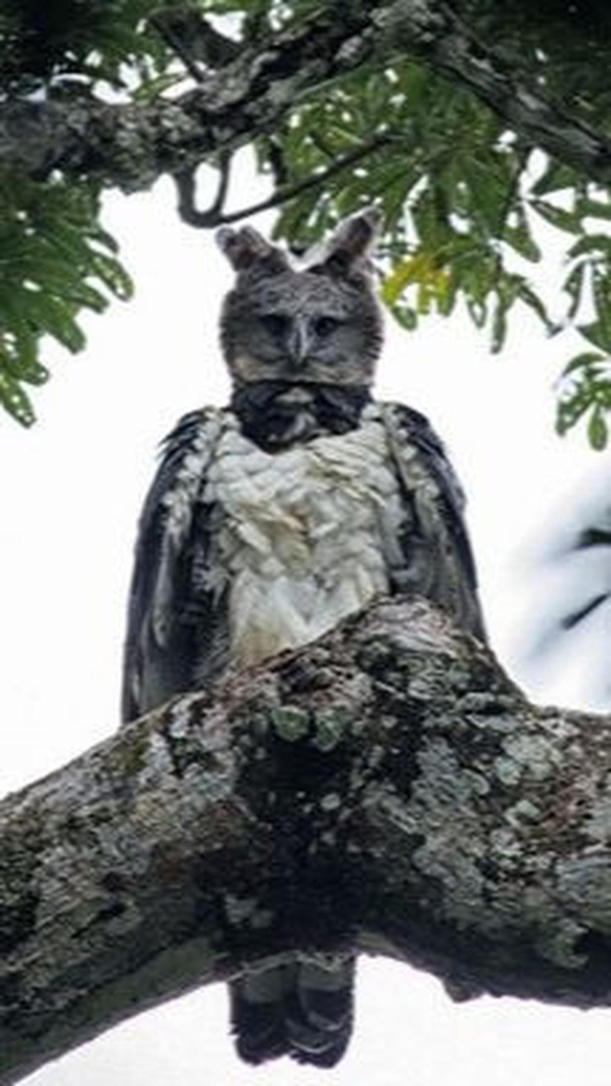 6. Burung Elang Harpy<br>