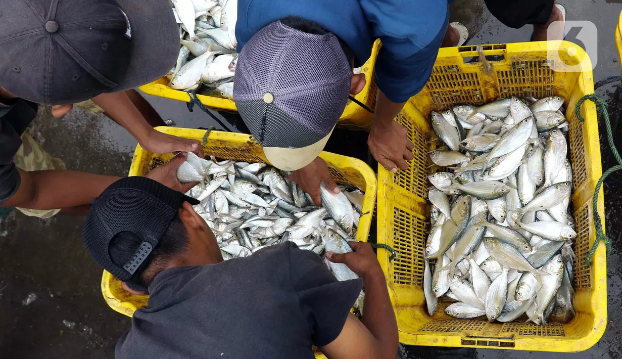 Nelayan membongkar ikan hasil tangkapan di Pelabuhan Muara Angke, Jakarta, Selasa (27/12/2022). Kementerian Kelautan dan Perikanan (KKP) pada 2023 menargetkan peningkatan nilai ekspor komoditas kelautan dan perikanan hingga mencapai USD 7,6 miliar. (Liputan6.com/Herman Zakharia)