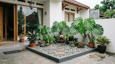 Kesalahan Menyiram Monstera saat Musim Hujan yang Bikin Akar Cepat Busuk, Hindari 7 Kebiasaan Ini