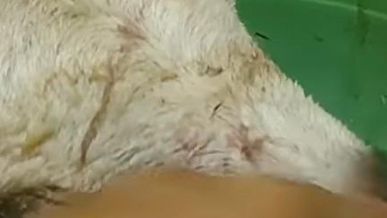 Bersihkan Moncong Kambing