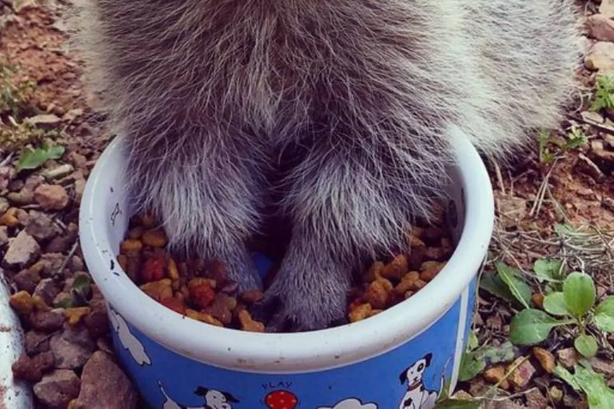 Kelucuan Anak Rakun yang Lebih Terlihat Seperti Anak Anjing