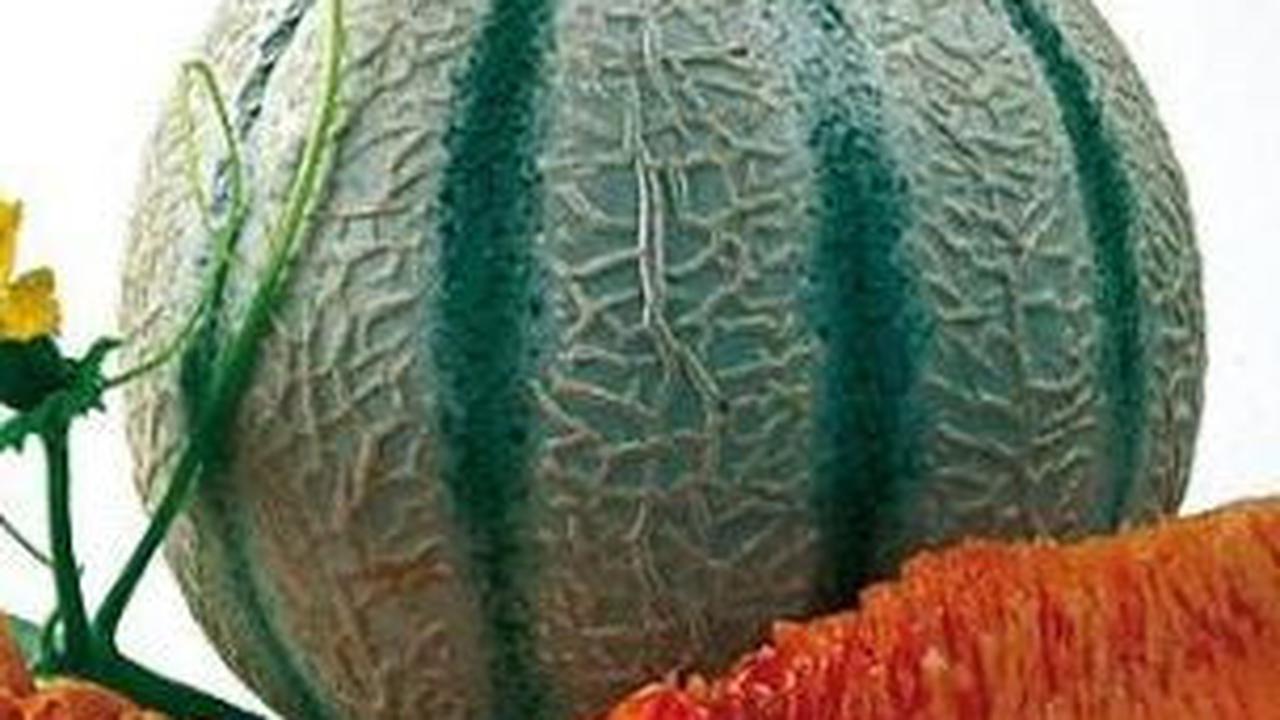 Menariknya, Green House Masjid Agung Surabaya tidak hanya dapat diakses keluarga pejabat.