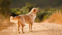 Ilustrasi anjing Golden Retriever. (dok. Helena Lopes/Unsplash.com)