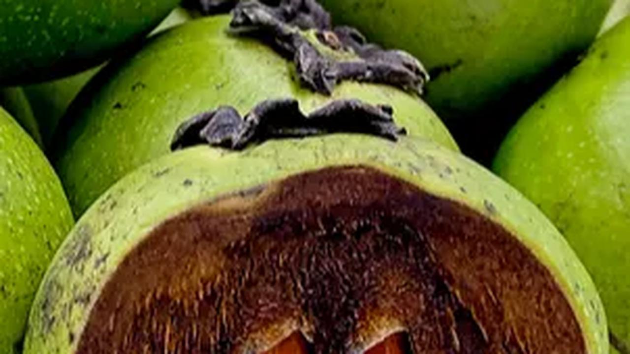 Di Indonesia, buah ini masih langka. Tapi, bukan berarti tidak ada.