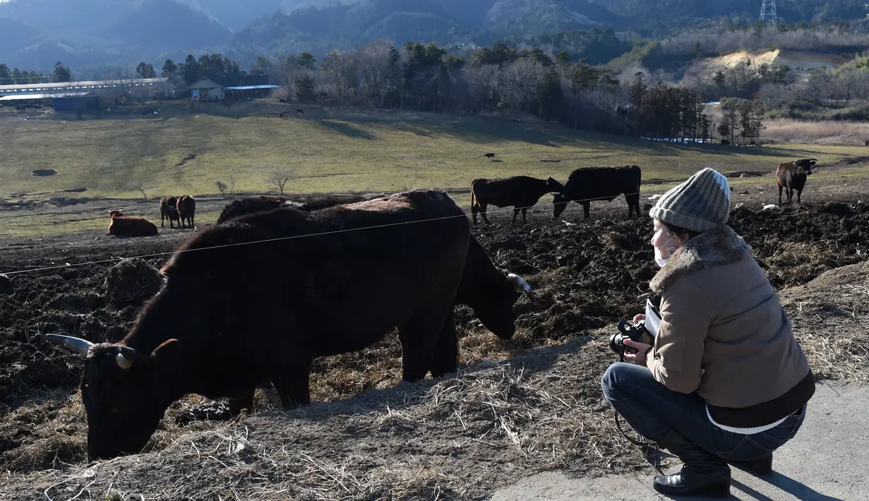 Wisatawan 'tur Fukushima ' melihat sapi yang memakan rumput yang terkontaminasi di sebuah peternakan di Namie, Prefektur Fukushima, setelah lima tahun pasca bencana nuklir yang dipicu gempa dan tsunami Jepang, 11 Februari 2016. (AFP PHOTO/Toru Yamanaka)