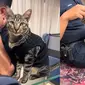 Kucing Ini Jadi Anggota K-9 Polisi yang Malah Bikin Gemas (Sumber: World Of Buzz)