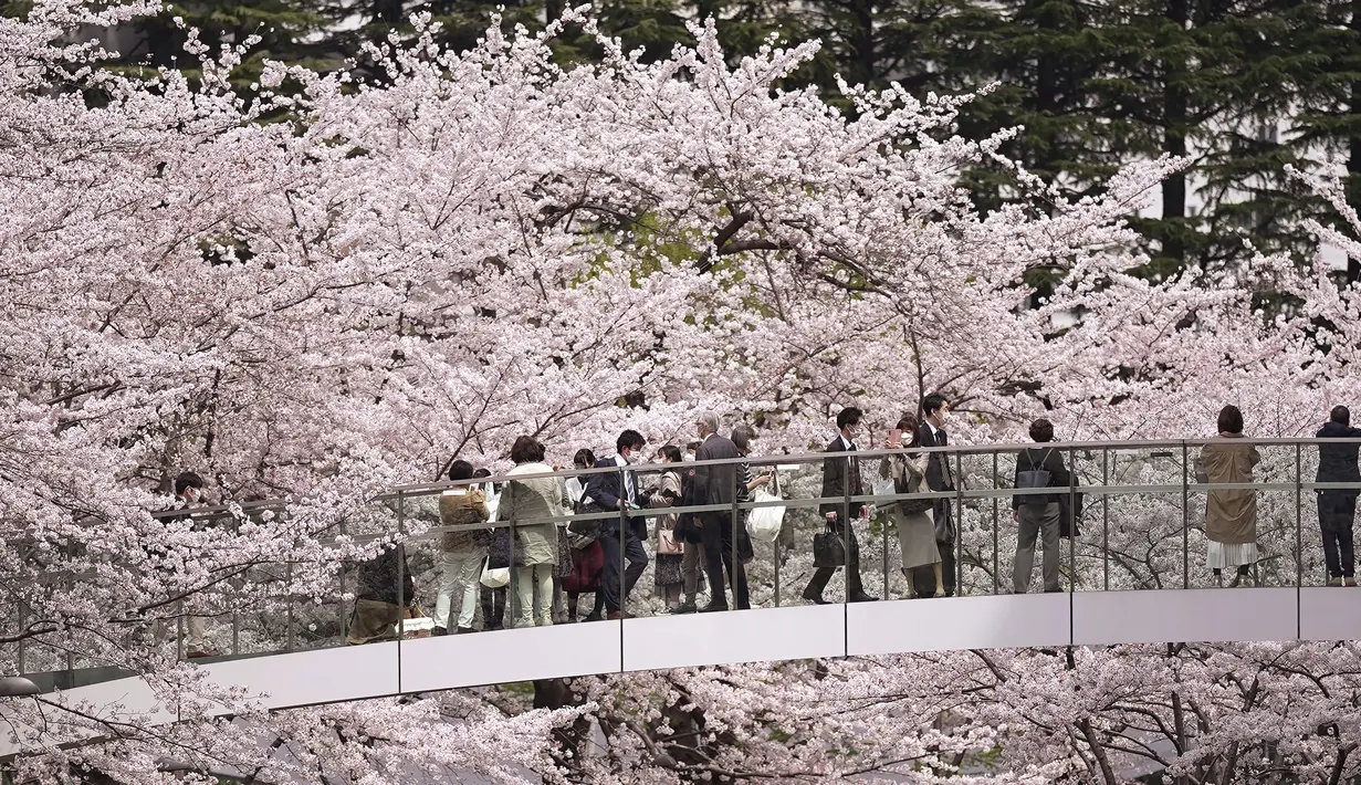 Pengunjung melihat bunga sakura musiman dari jembatan penyeberangan di distrik Roppongi di Tokyo, Kamis, 31 Maret 2022. Banyak orang berjalan di bawah pohon untuk menikmati bunga dan kelopak Sakura yang jatuh daripada minum dan makan sambil duduk. (AP Photo/Eugene Hoshiko)