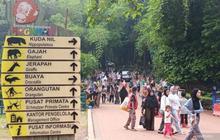 Pengelola Ragunan Prioritaskan Penambahan Petunjuk Arah Satwa untuk Kenyamanan Pengunjung