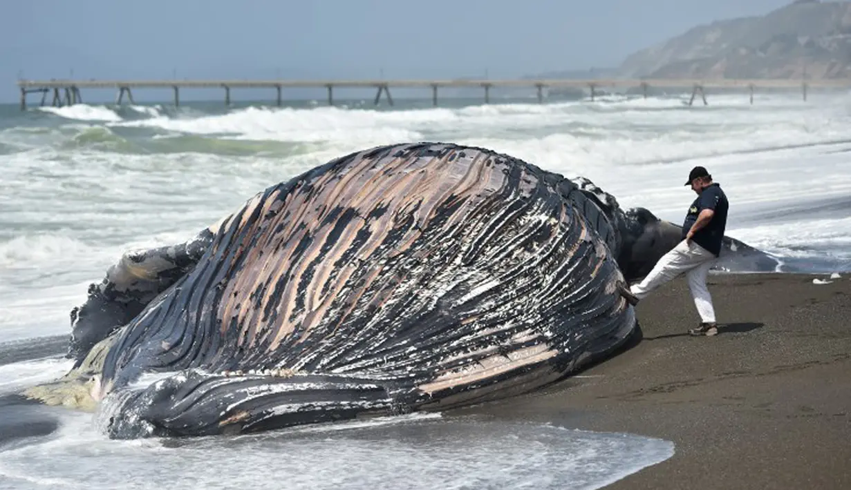 Seorang pria menyentuh ikan paus bungkuk yang terdampar dengan kakinya di Pacifica, California pada Selasa, 05 Mei 2015. Ini merupakan paus kedua yang terdampar di kawasan California Utara dalam tiga pekan terakhir. (AFP PHOTO/Josh Edelson)