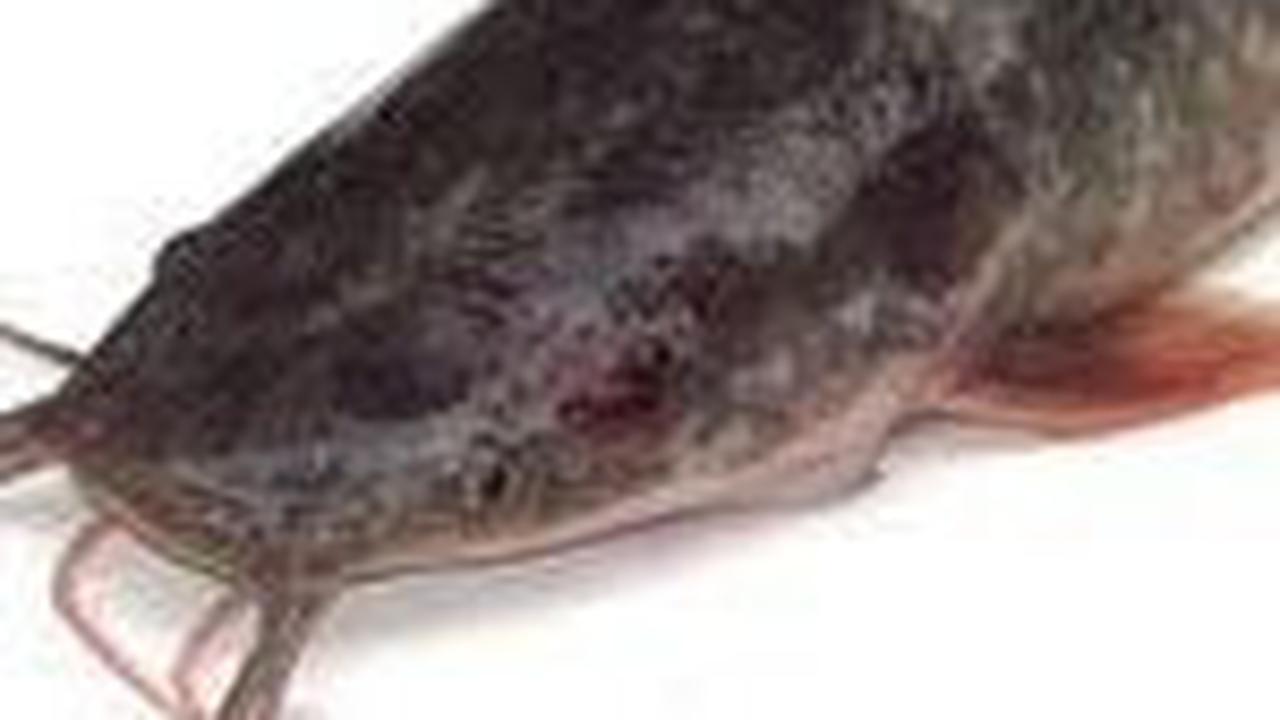 <b>3. Ikan Lele</b>