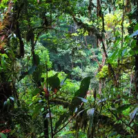 Tidak hanya sekadar penghias rumah, 10 tanaman ini juga bisa dimanfaatkan sebagai ramuan obat.
