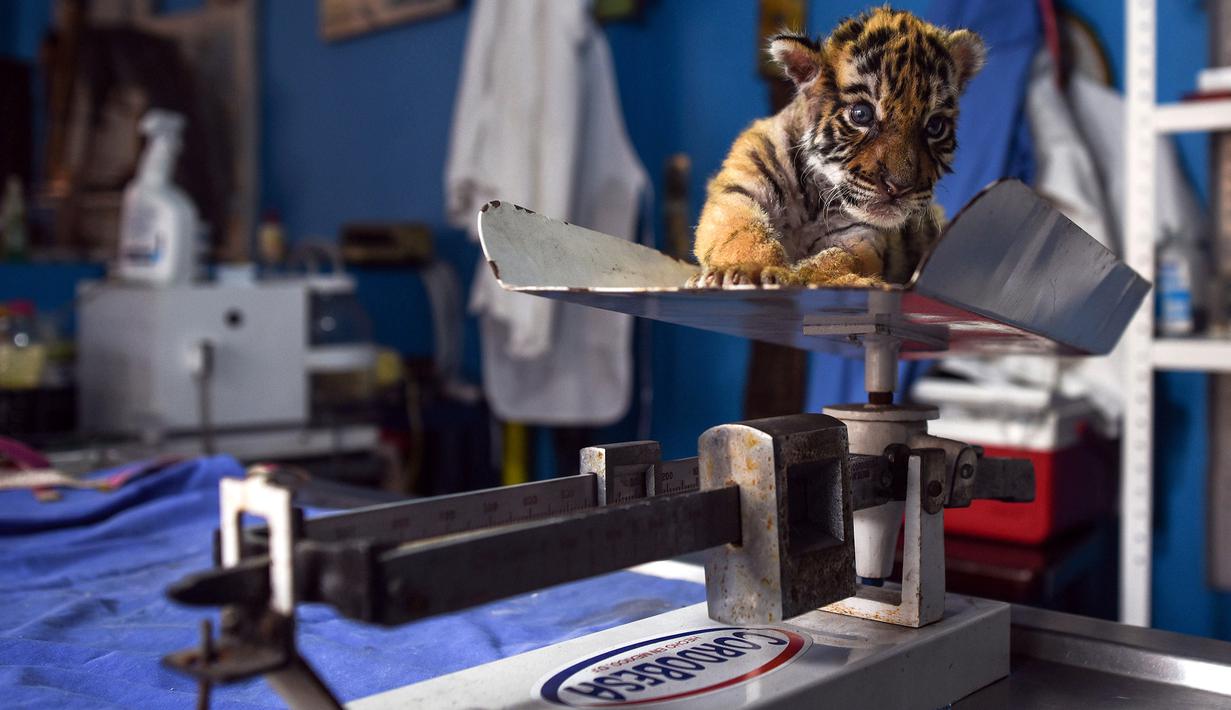 Seekor anak harimau bengal yang baru lahir bernama "Covid" ditimbang di Pusat Penyelamatan dan Rehabilitasi Satwa Liar "BioZoo" di negara bagian Veracruz, Meksiko, 5 April 2020. Pemberian nama itu terinspirasi dari pandemi yang saat ini tengah melanda dunia yaitu Corona COVID-19. (VICTORIA RAZO/AFP)