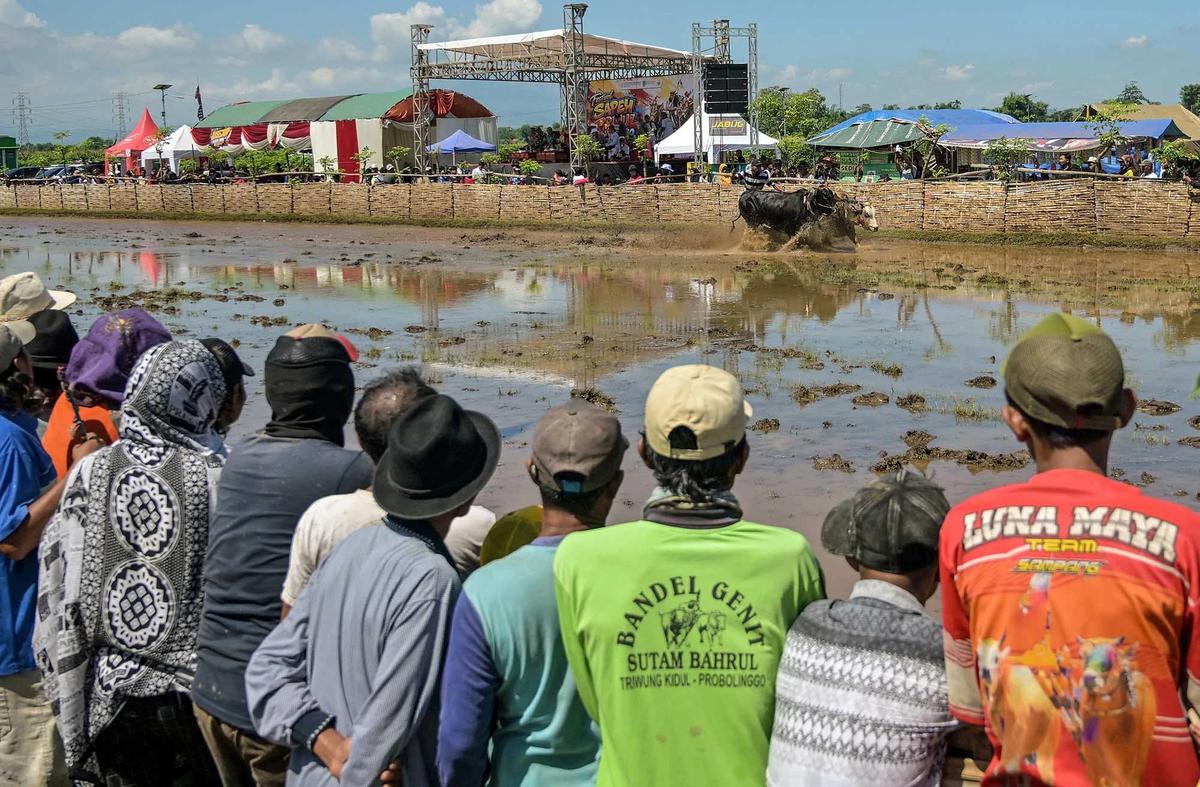 FOTO: Festival Sapeh Brujul  Tampilkan Karapan Sapi di Sawah Berlumpur