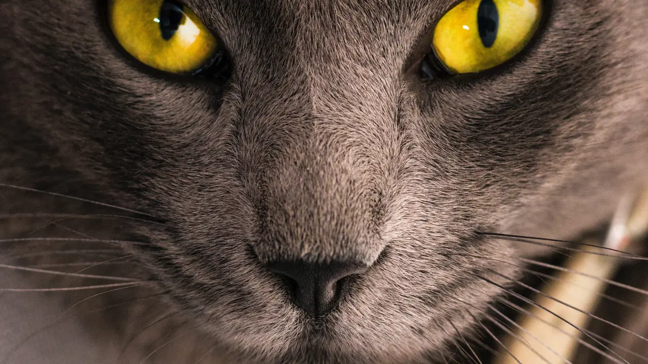 Ilustrasi Cat Eye Syndrome