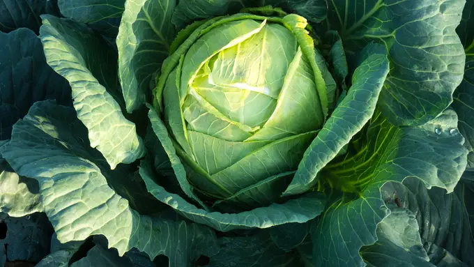 Manfaat Kubis untuk Kulit Wajah Glowing