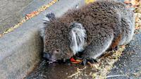 Karena rekor cuara panas Australia, seekor koala terpaksa keluar habitat untuk mencari air minum di saluran air perkotaan.