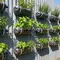 7 Ide Memanfaatkan Botol Air Mineral Bekas untuk Urban Farming yang Praktis dan Hemat Tempat