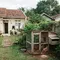 Ukuran Ideal Kandang Ayam untuk Rumah Type 36, Ini Patokan yang Jarang Diketahui Pemula