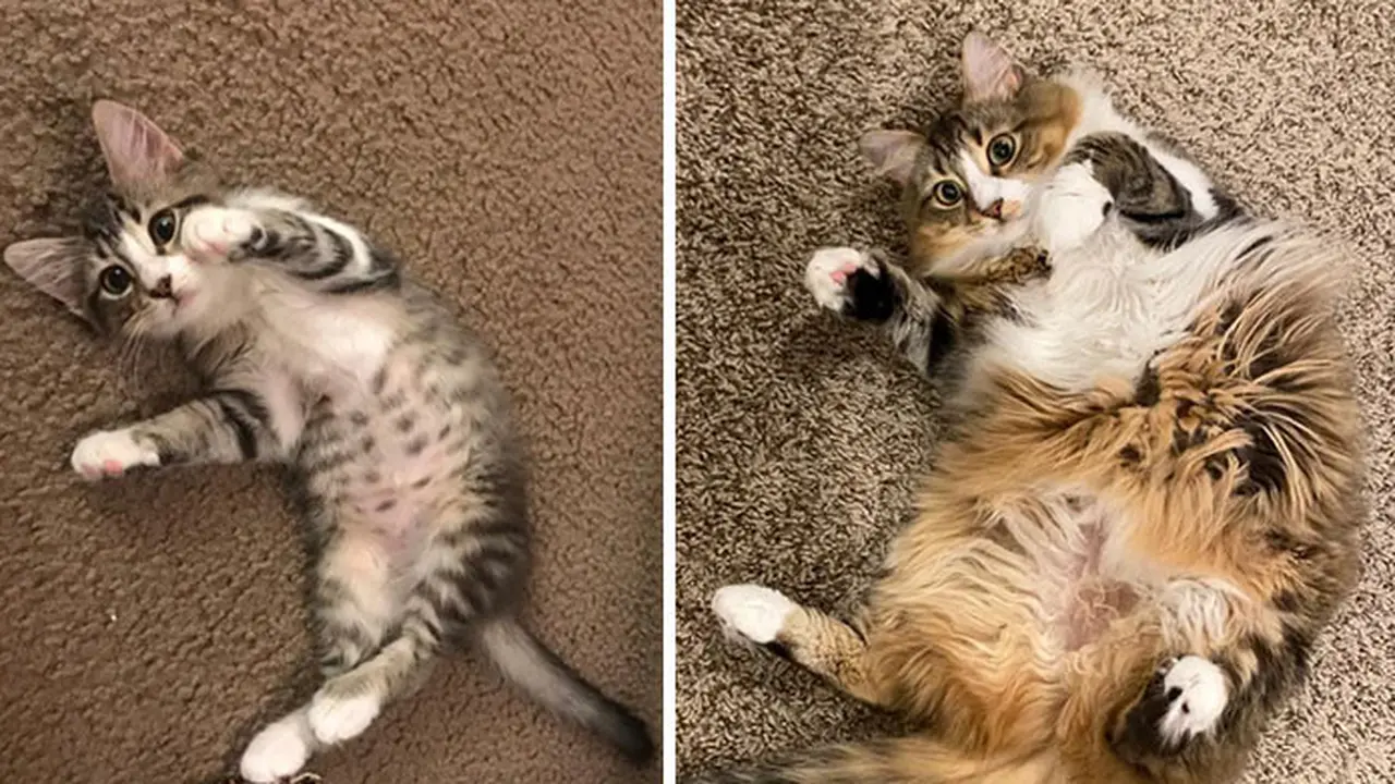 Glow Up, 10 Potret Perbandingan Kucing Dulu VS Sekarang.