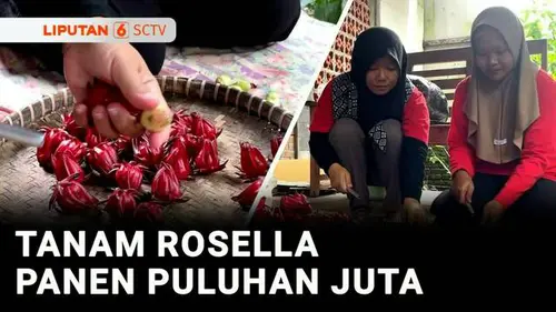 VIDEO: Berani Berubah: Dari Hobi Jadi Cuan, Penyuka Tanam Rosella Panen Puluhan Juta