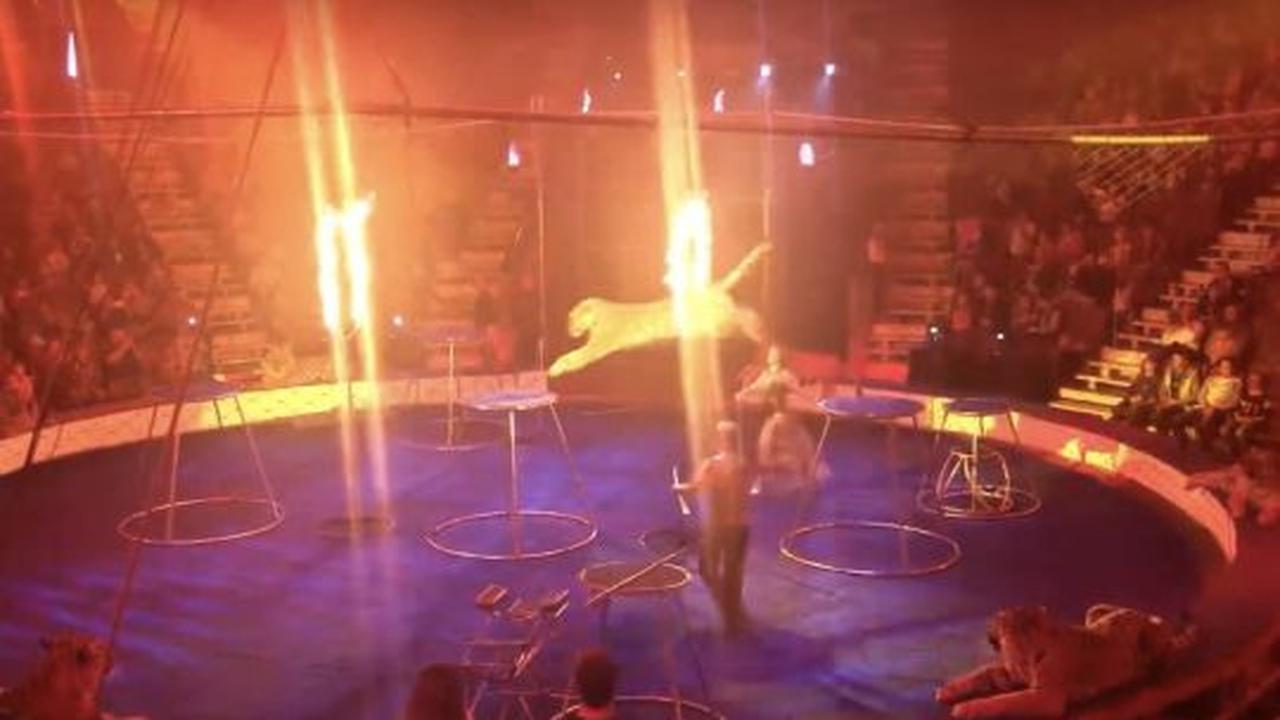 Akibat Atraksi Ring Api, Macan Sirkus Ini Pingsan